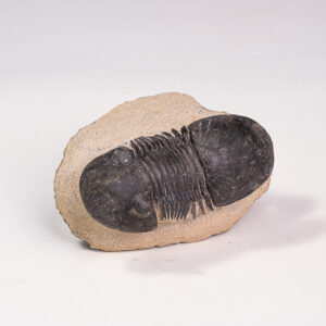 Trilobita: <i>Paralejurus rehamnanus</i>