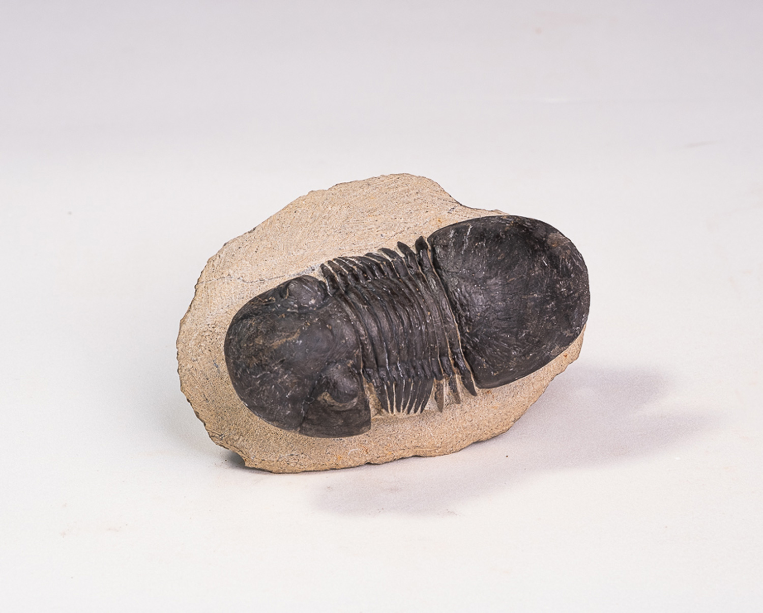 Trilobita: <i>Paralejurus rehamnanus</i>