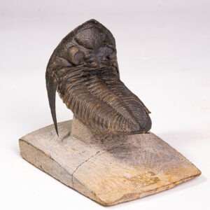 Trilobita: <i>Zlichovaspis rugosa</i>