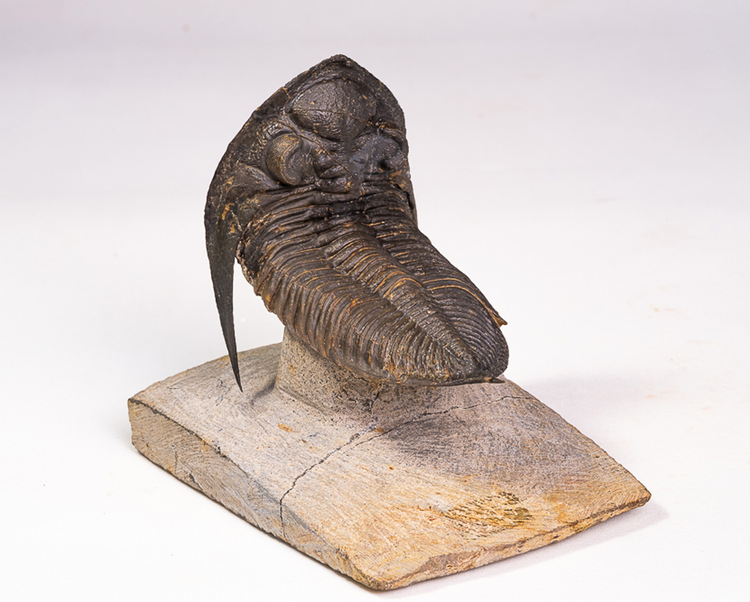 Trilobita: <i>Zlichovaspis rugosa</i>