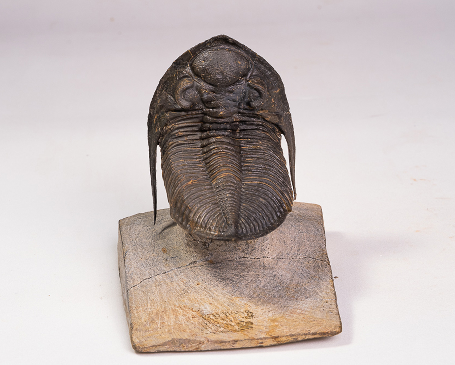Trilobita: <i>Zlichovaspis rugosa</i> - Imagem 3
