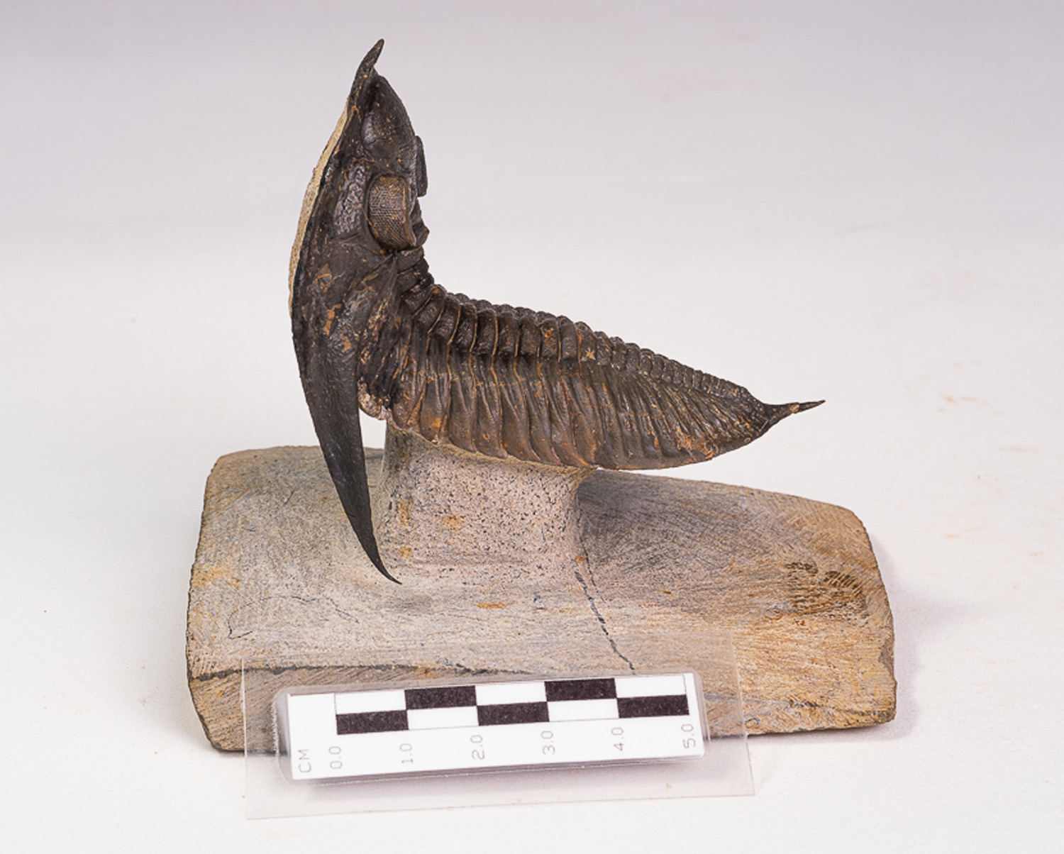 Trilobita: <i>Zlichovaspis rugosa</i> - Imagem 5