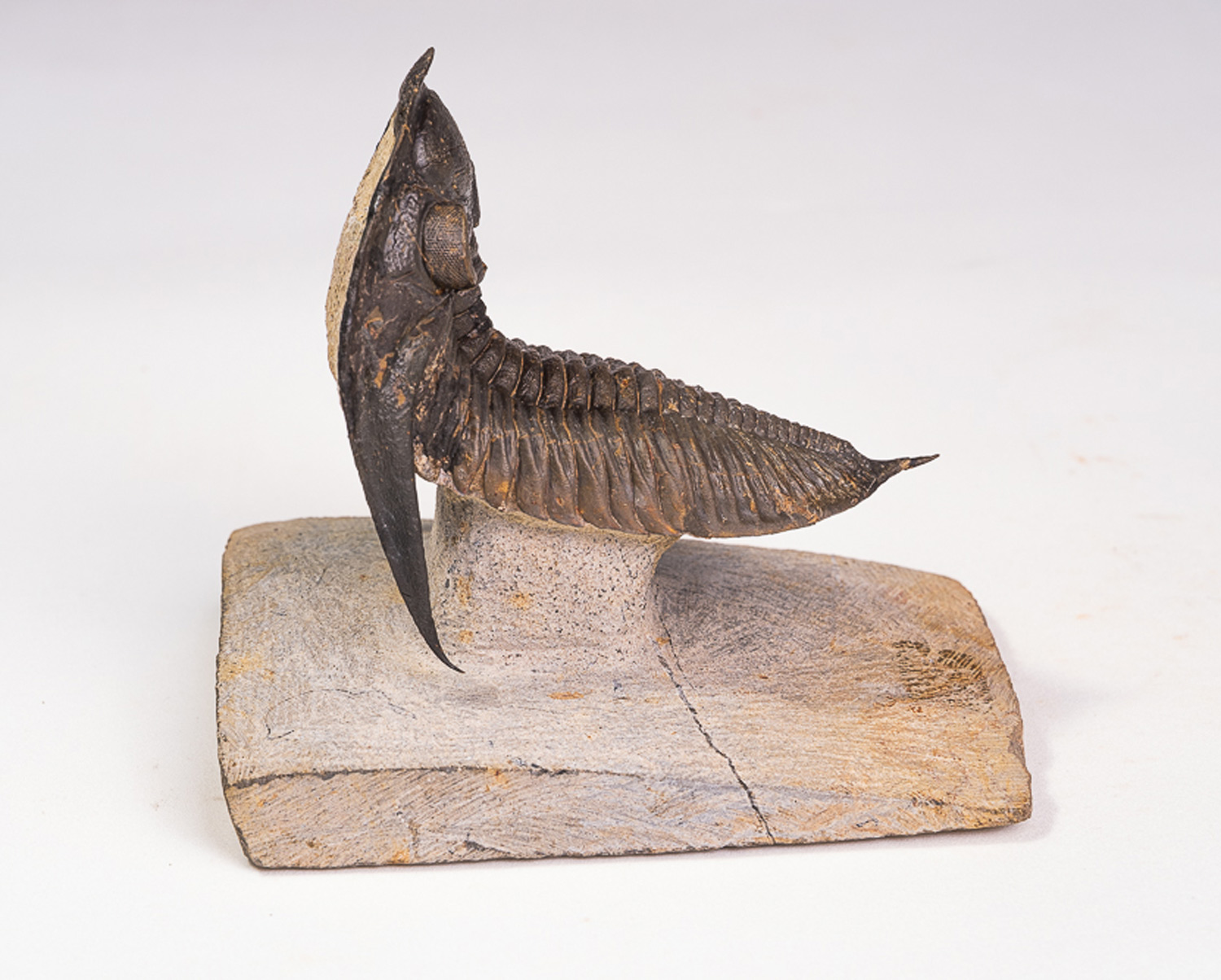 Trilobita: <i>Zlichovaspis rugosa</i> - Imagem 4