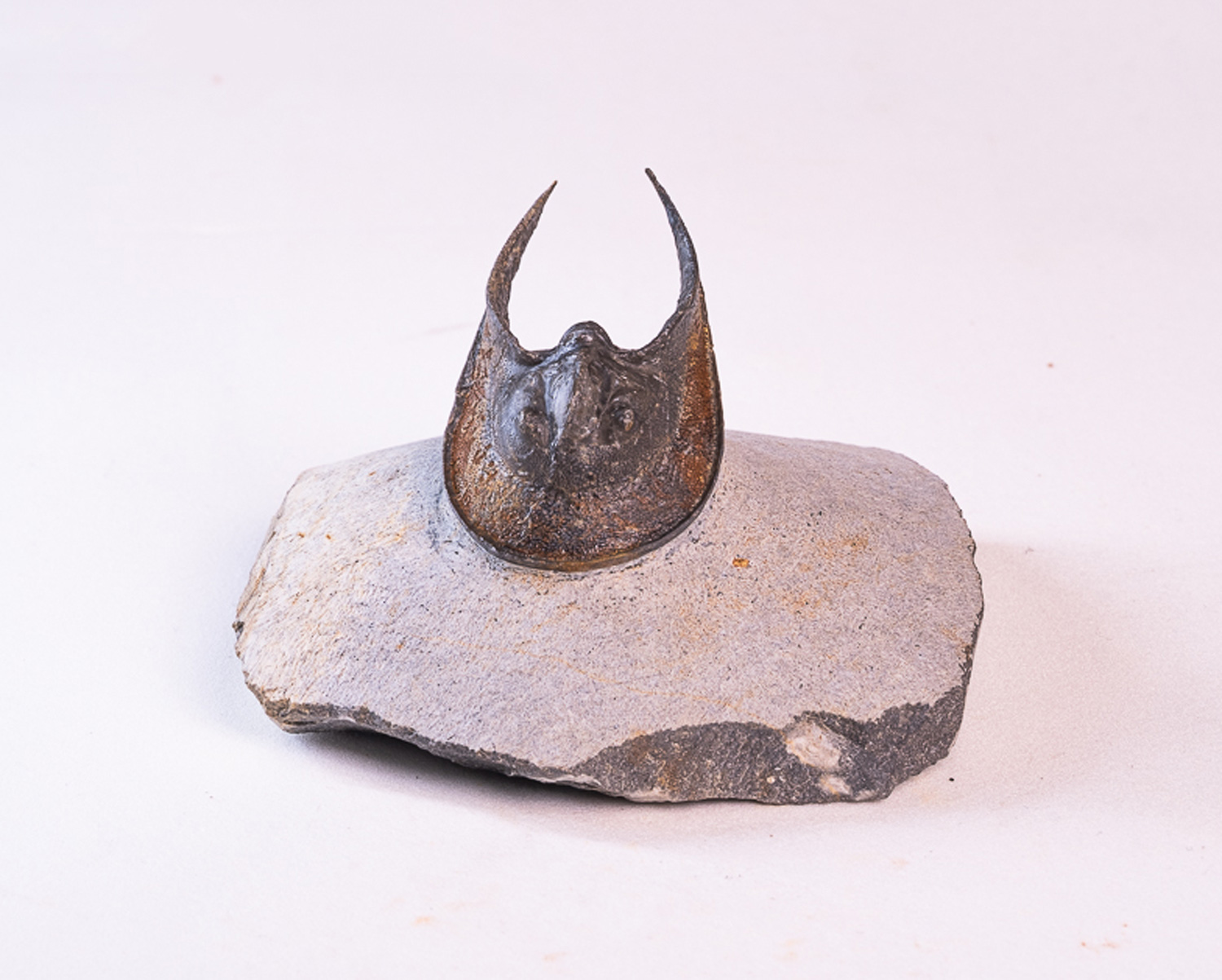 Trilobita: <i>Harpes perradiatus</i> 1 - Imagem 2