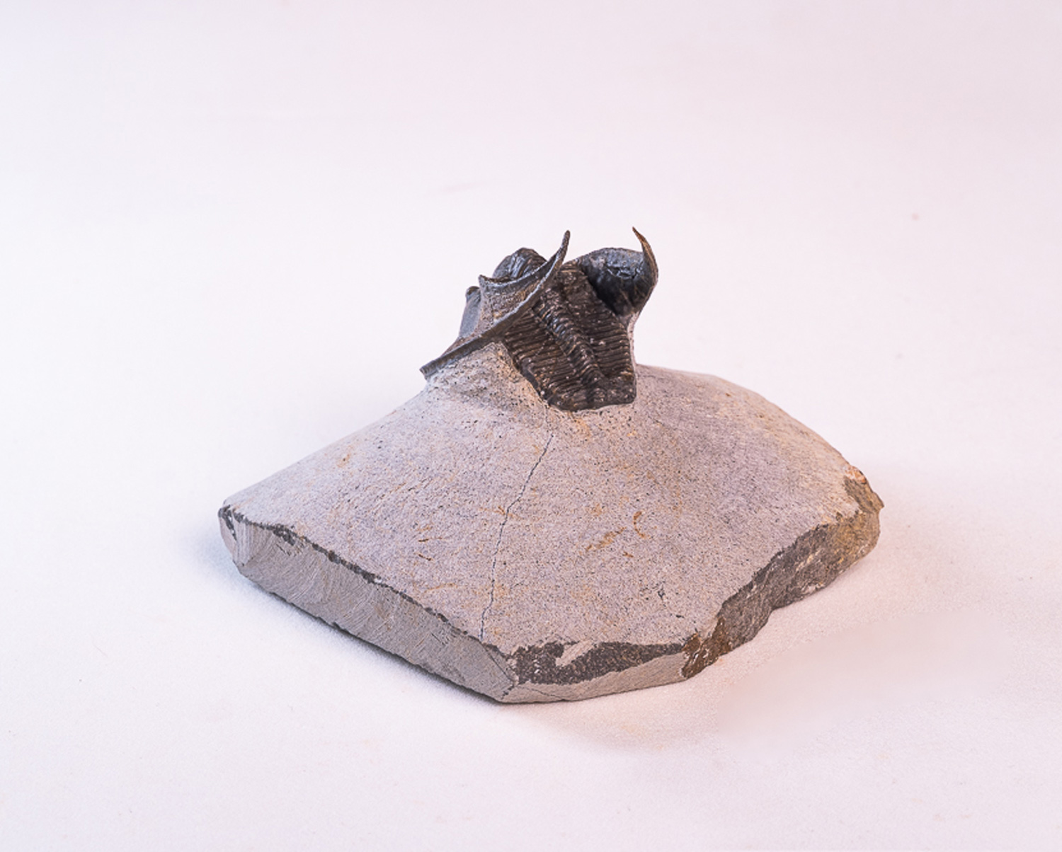 Trilobita: <i>Harpes perradiatus</i> 1 - Imagem 3