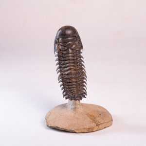 Trilobita: <i>Crotalocephalus (Crotalocephalina) gibbus</i> 1