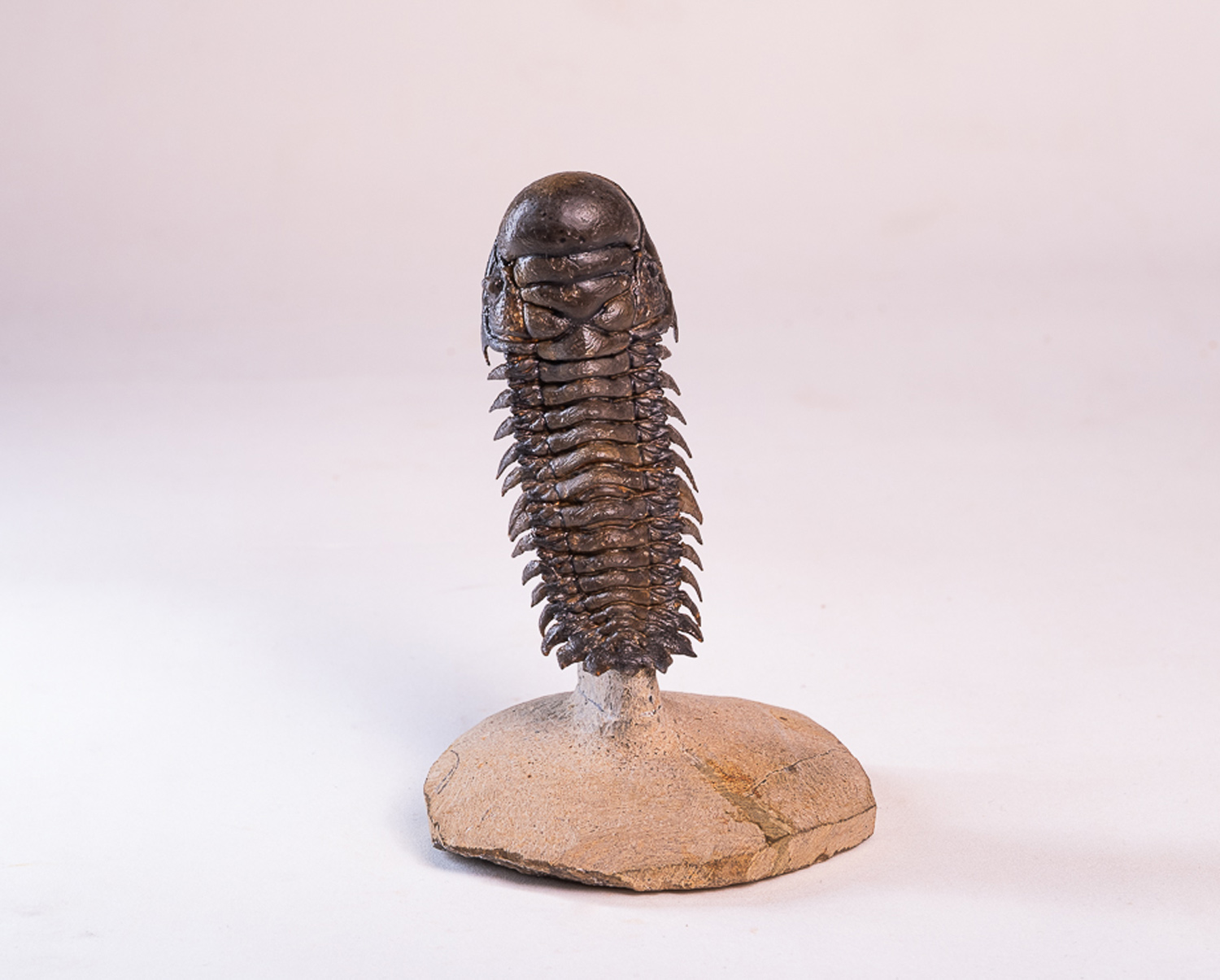 Trilobita: <i>Crotalocephalus (Crotalocephalina) gibbus</i> 1