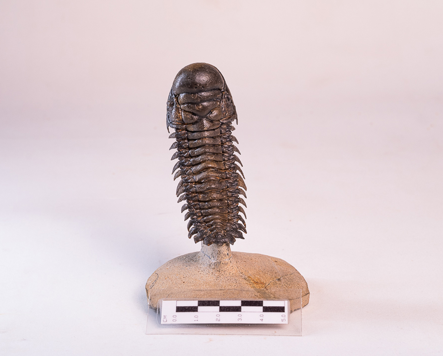Trilobita: <i>Crotalocephalus (Crotalocephalina) gibbus</i> 1 - Imagem 2