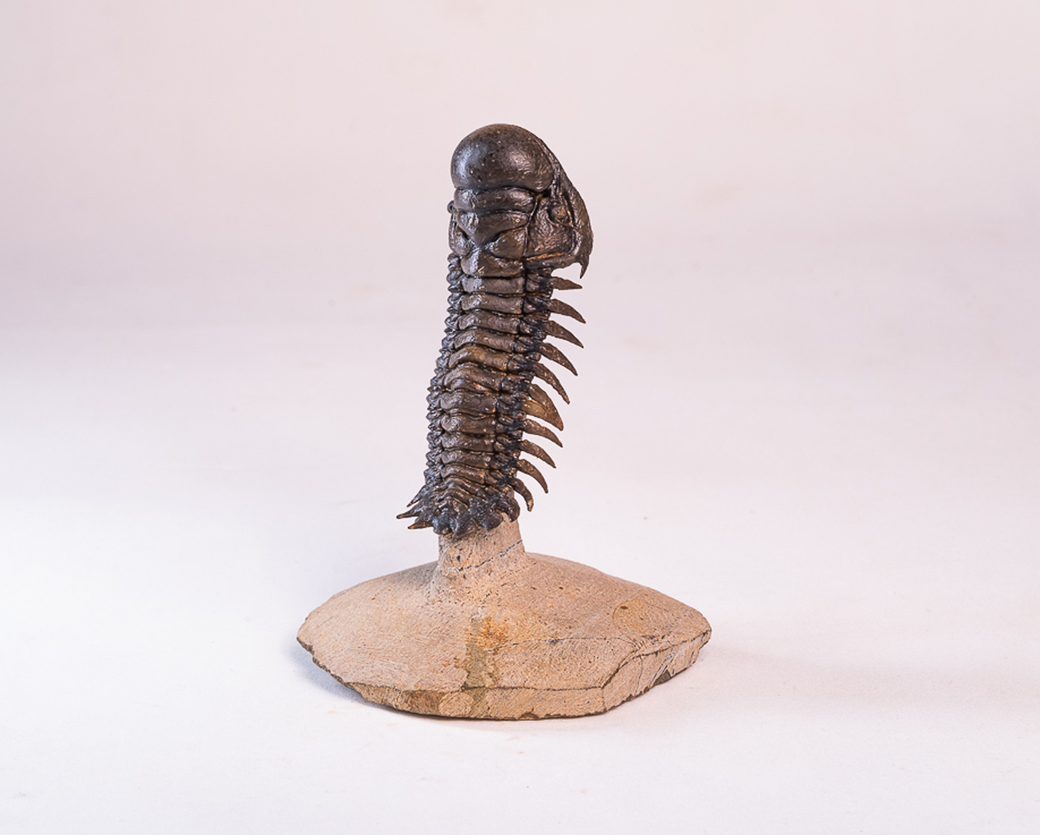 Trilobita: <i>Crotalocephalus (Crotalocephalina) gibbus</i> 1 - Imagem 3