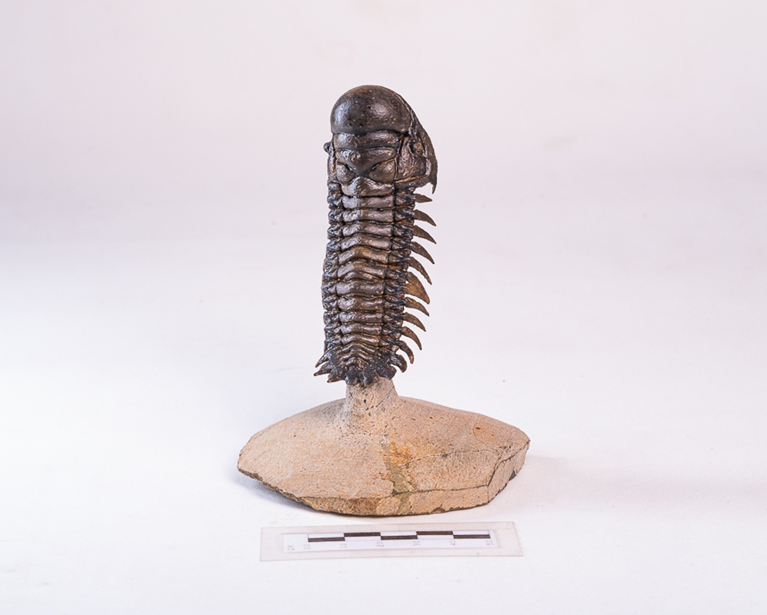 Trilobita: <i>Crotalocephalus (Crotalocephalina) gibbus</i> 1 - Imagem 4