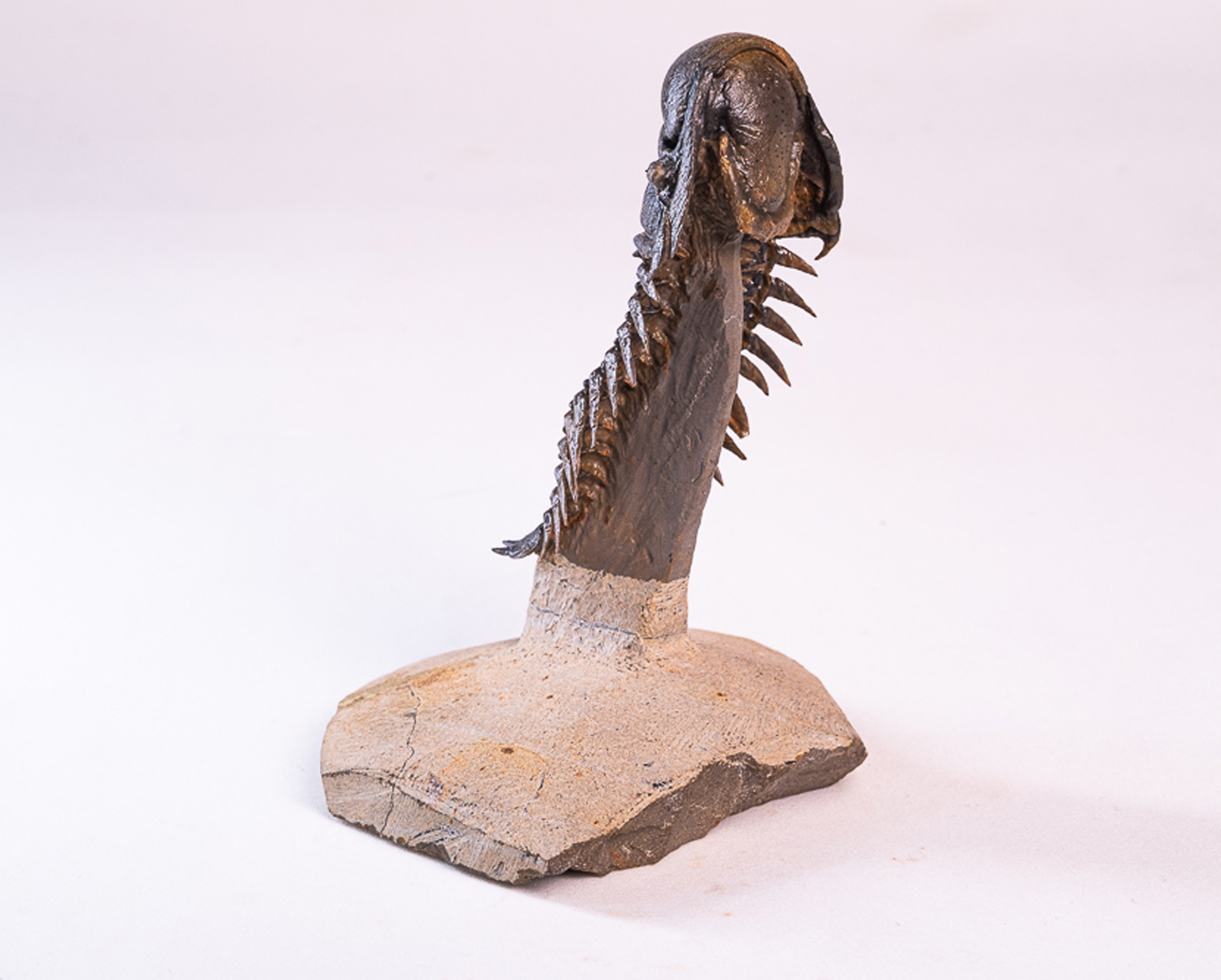 Trilobita: <i>Crotalocephalus (Crotalocephalina) gibbus</i> 1 - Imagem 5