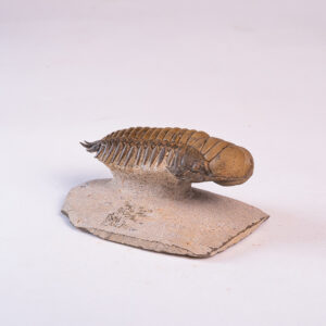 Trilobita: <i>Crotalocephalus (Crotalocephalina) gibbus</i> 2