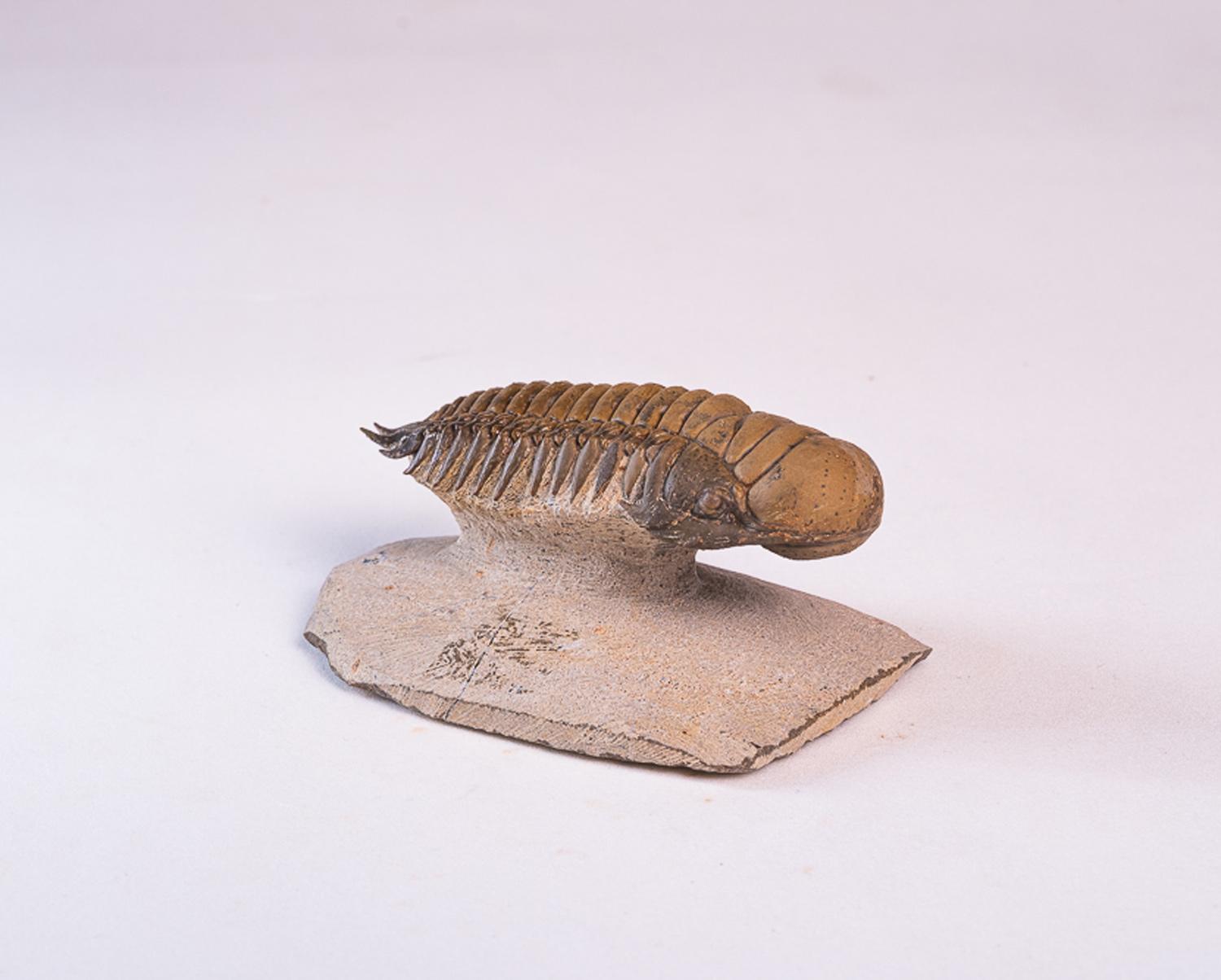 Trilobita: <i>Crotalocephalus (Crotalocephalina) gibbus</i> 2