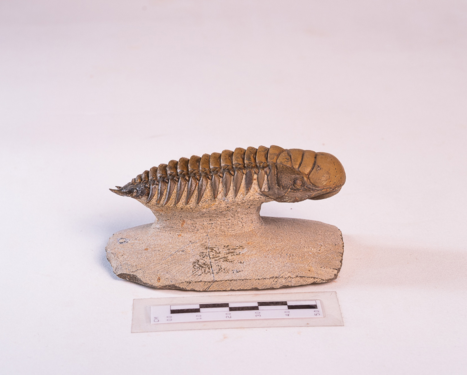 Trilobita: <i>Crotalocephalus (Crotalocephalina) gibbus</i> 2 - Imagem 2