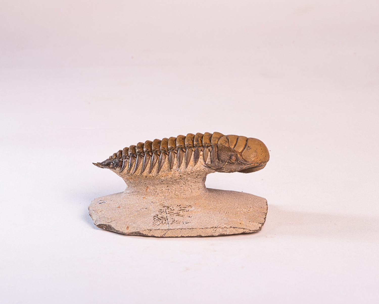 Trilobita: <i>Crotalocephalus (Crotalocephalina) gibbus</i> 2 - Imagem 3