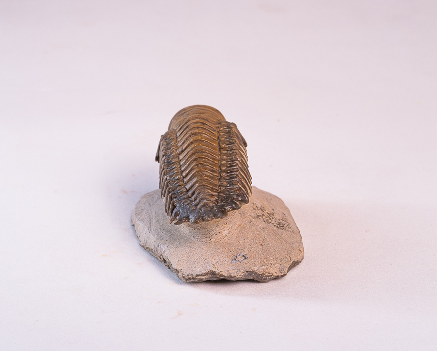 Trilobita: <i>Crotalocephalus (Crotalocephalina) gibbus</i> 2 - Imagem 4