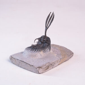 Trilobita: <i>Walliserops trifurcatus</i> 1