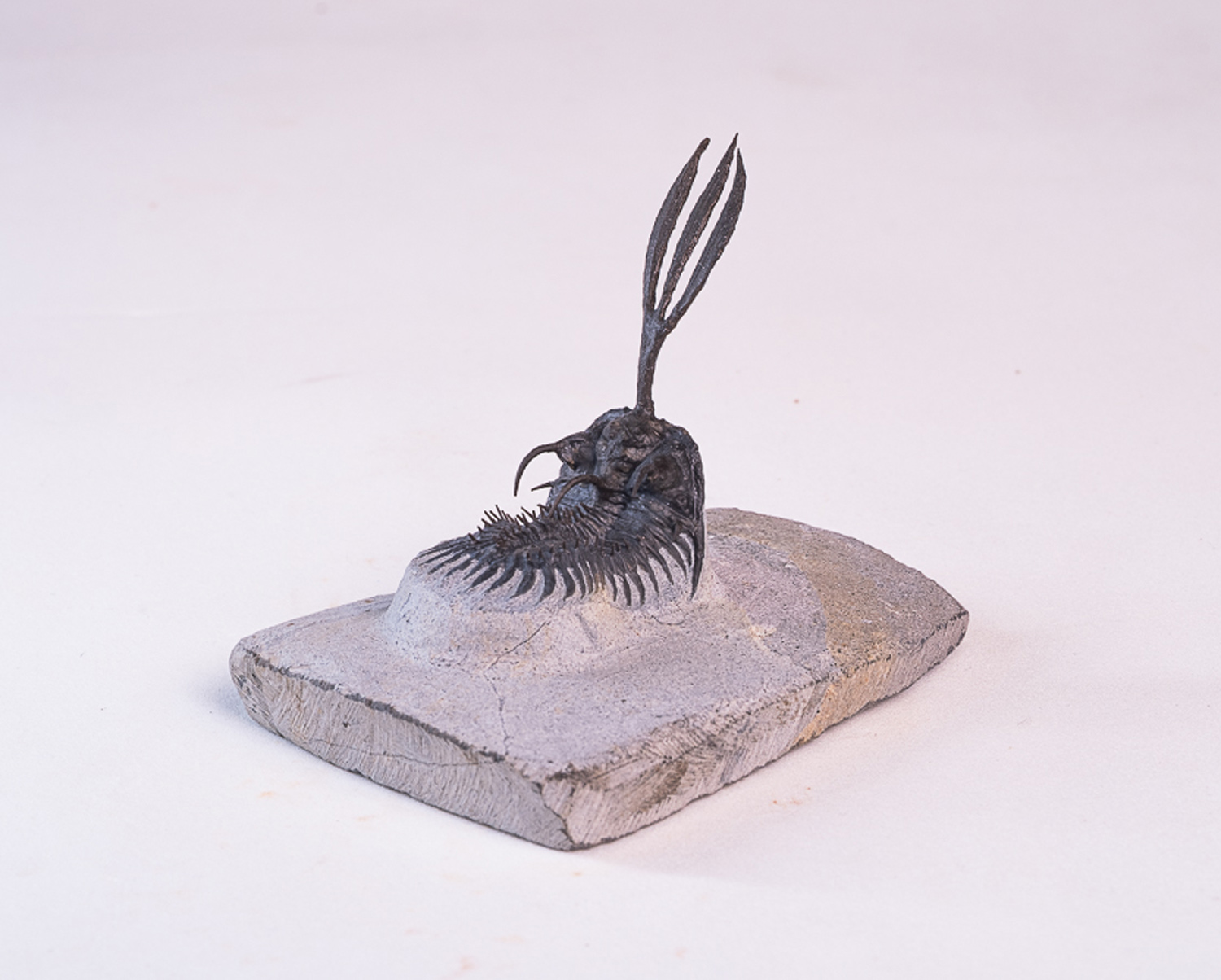 Trilobita: <i>Walliserops trifurcatus</i> 1