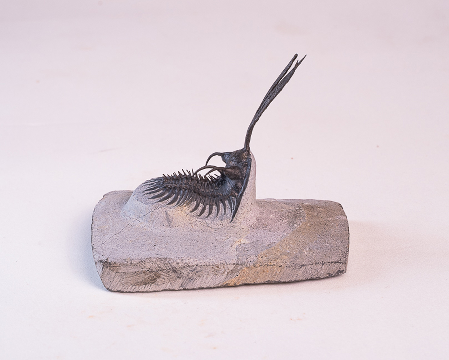 Trilobita: <i>Walliserops trifurcatus</i> 1 - Imagem 2