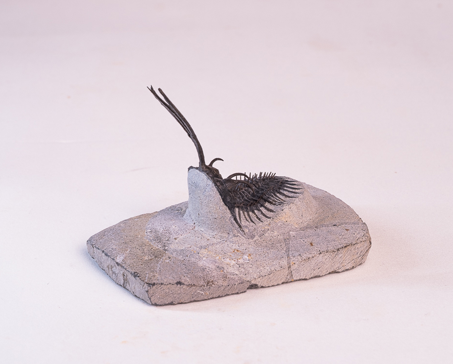 Trilobita: <i>Walliserops trifurcatus</i> 1 - Imagem 3