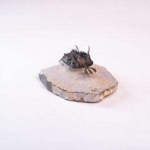 Trilobita: <i>Walliserops lindoei</i> 1