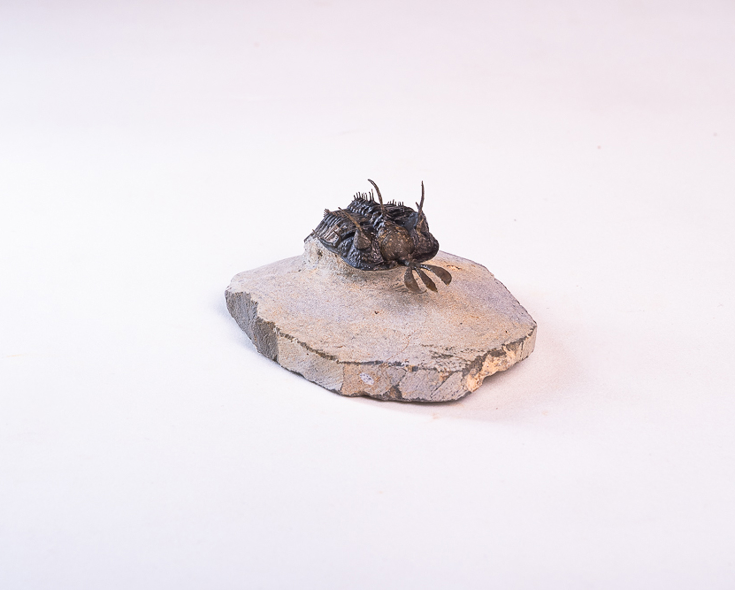 Trilobita: <i>Walliserops lindoei</i> 1