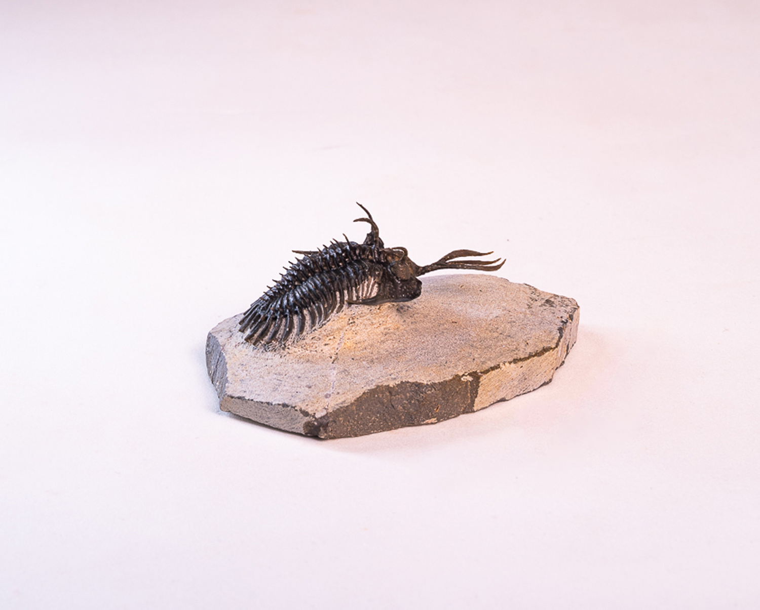 Trilobita: <i>Walliserops lindoei</i> 1 - Imagem 2