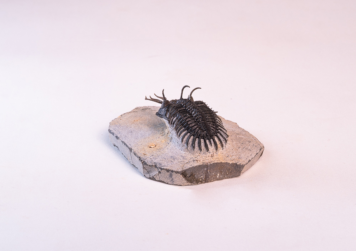 Trilobita: <i>Walliserops lindoei</i> 1 - Imagem 3