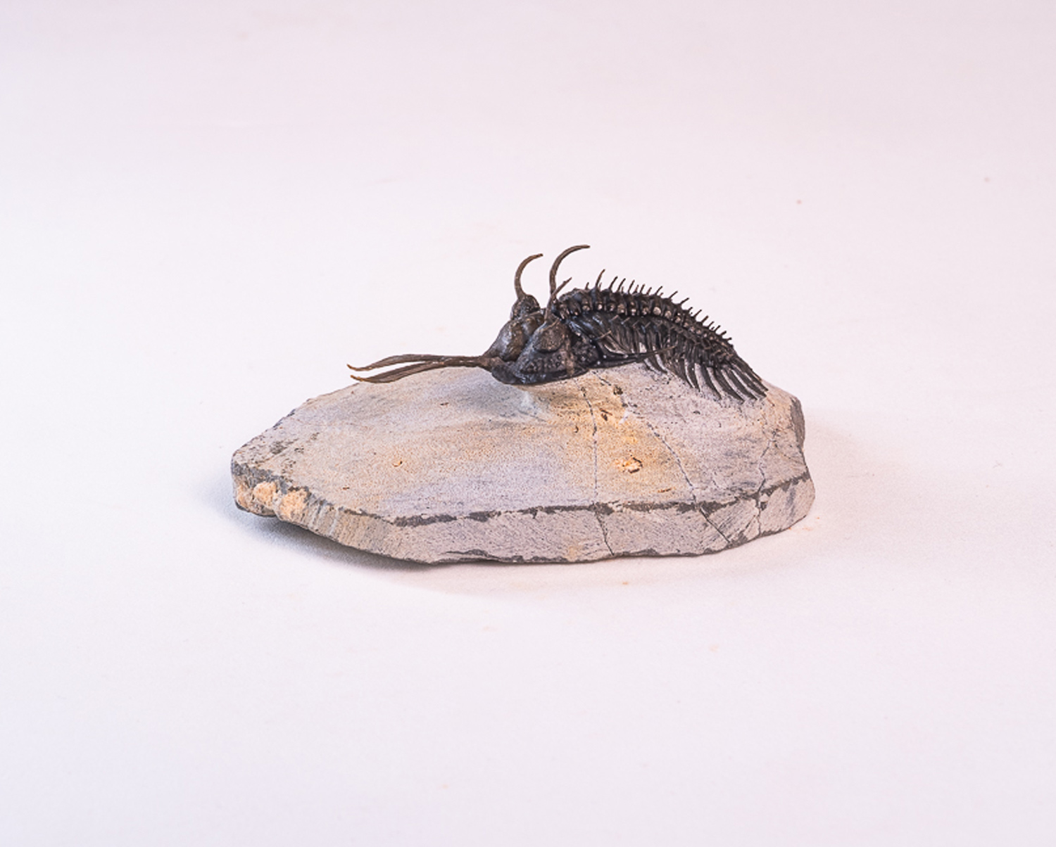 Trilobita: <i>Walliserops lindoei</i> 1 - Imagem 4