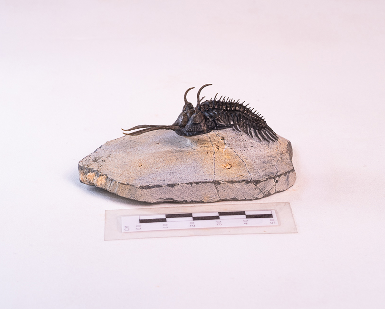 Trilobita: <i>Walliserops lindoei</i> 1 - Imagem 5