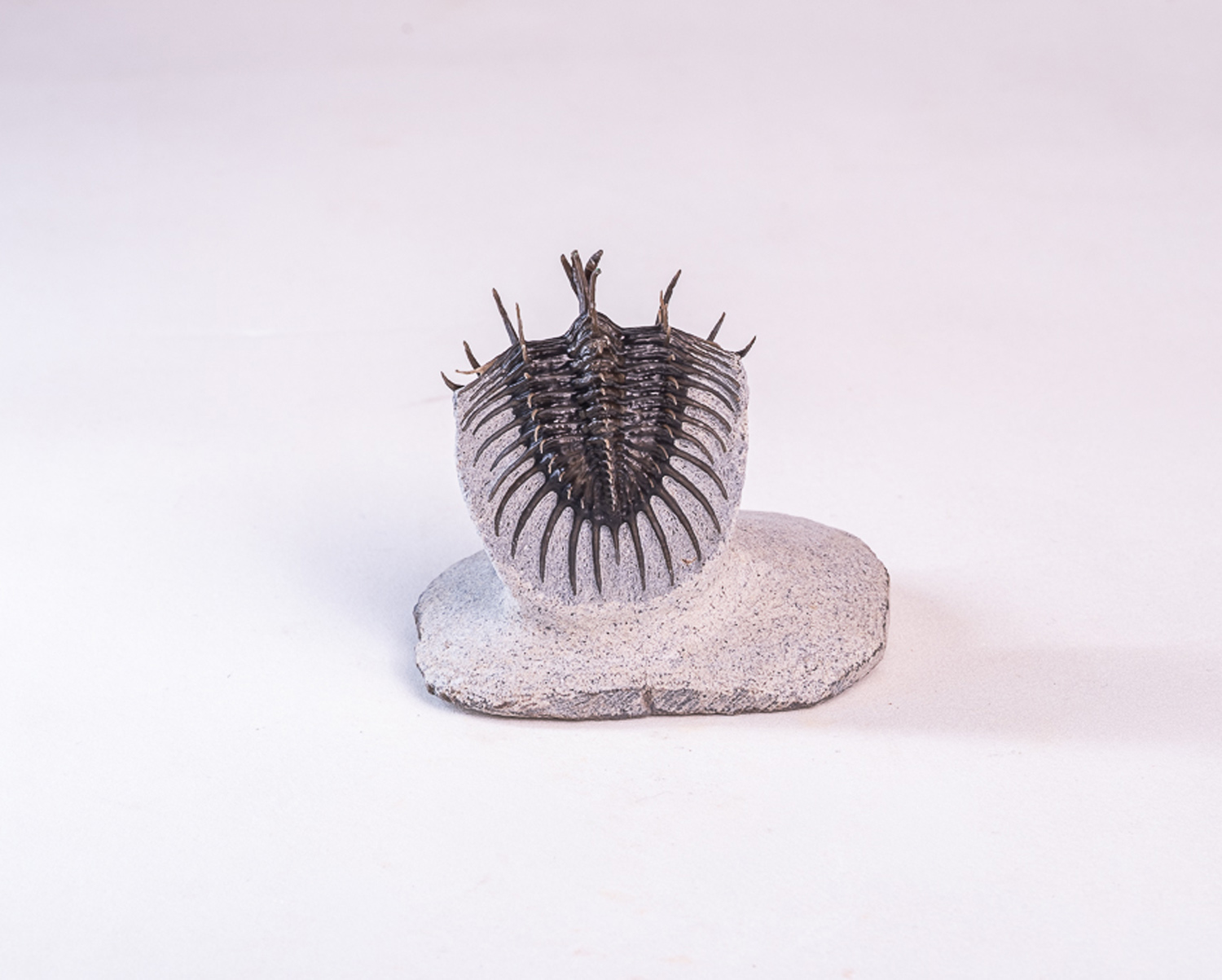 Trilobita: <i>Comura</i> sp. - Imagem 2