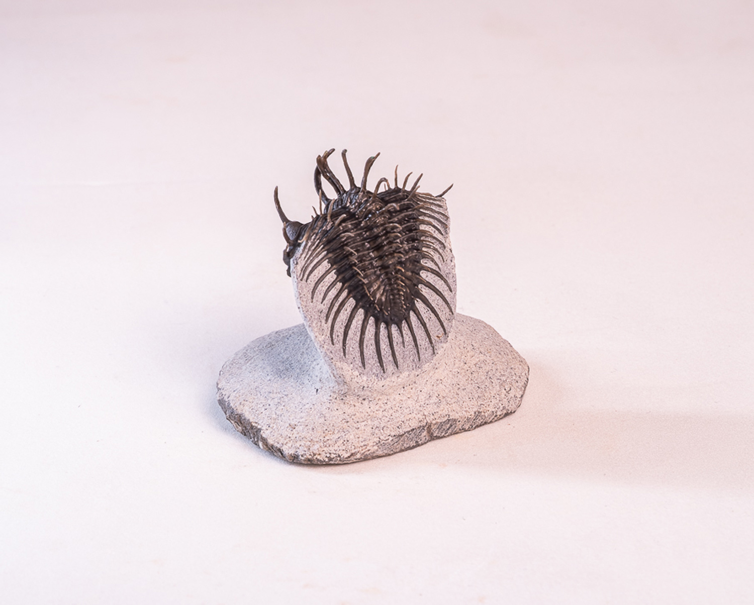Trilobita: <i>Comura</i> sp. - Imagem 3