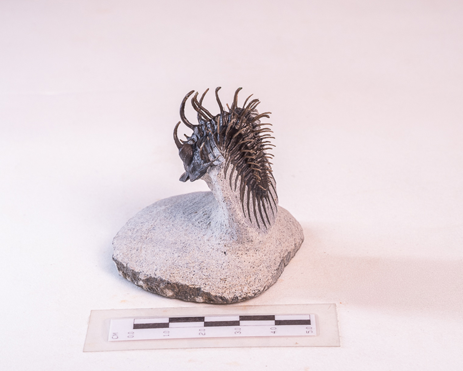 Trilobita: <i>Comura</i> sp. - Imagem 4