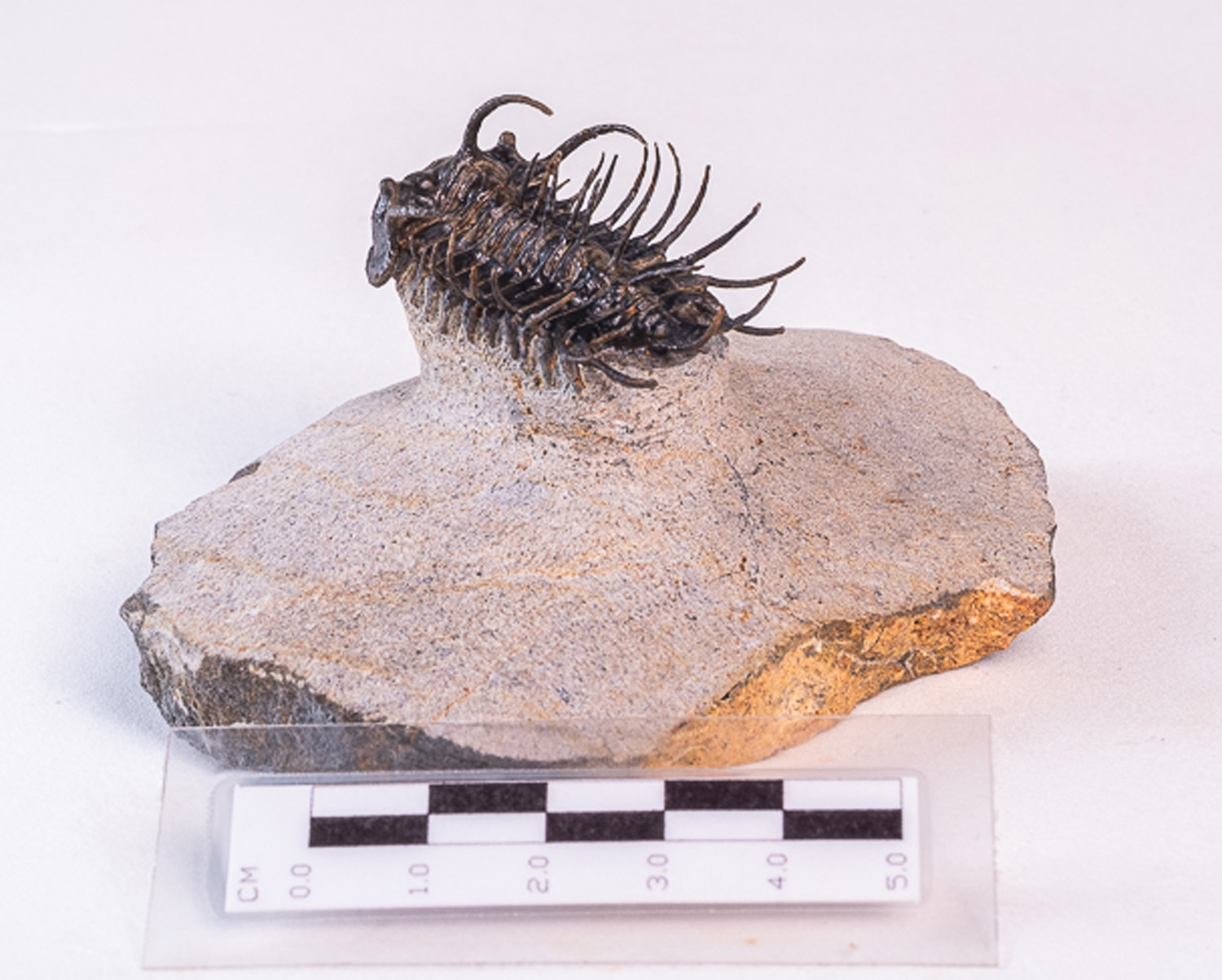 Trilobita: <i>Koneprusia</i> sp. - Imagem 4