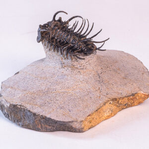 Trilobita: <i>Koneprusia</i> sp.