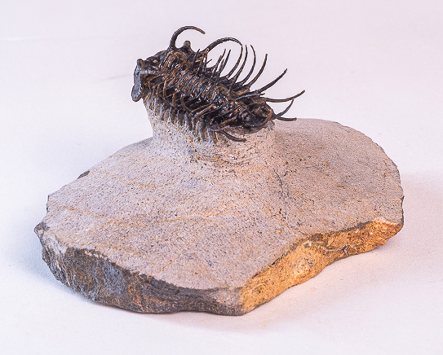 Trilobita: <i>Koneprusia</i> sp.