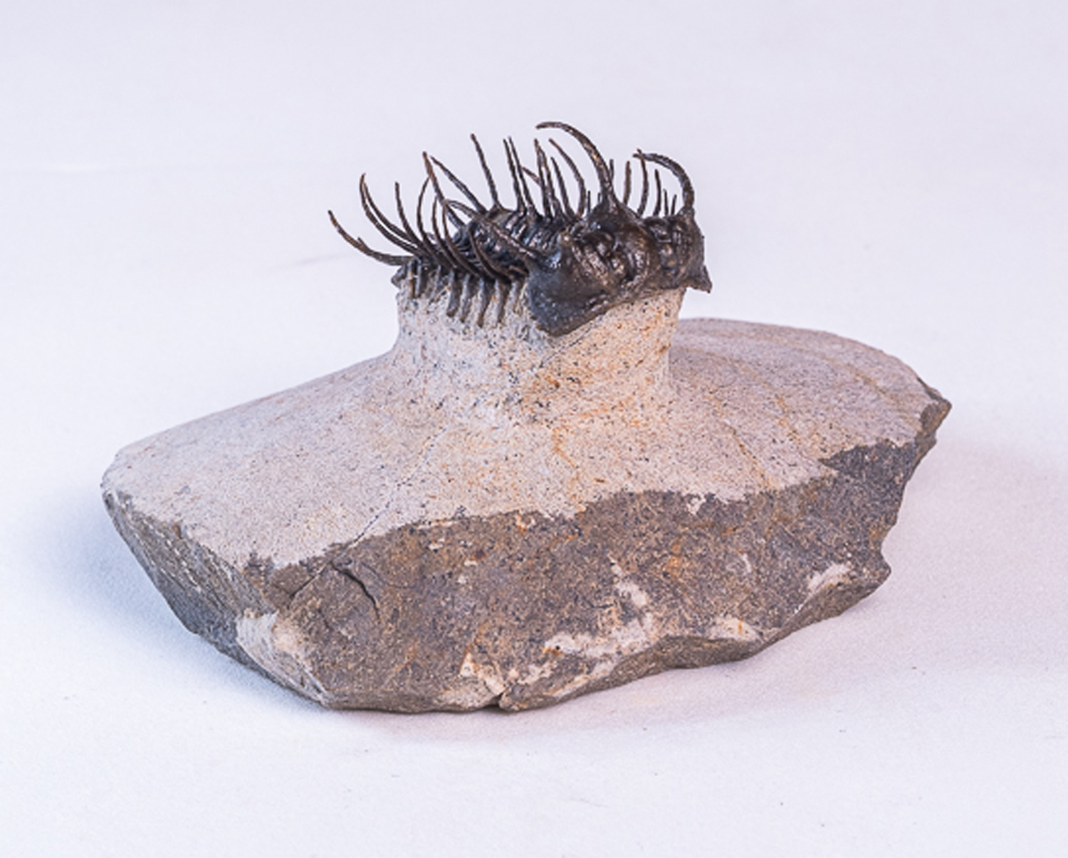 Trilobita: <i>Koneprusia</i> sp. - Imagem 2