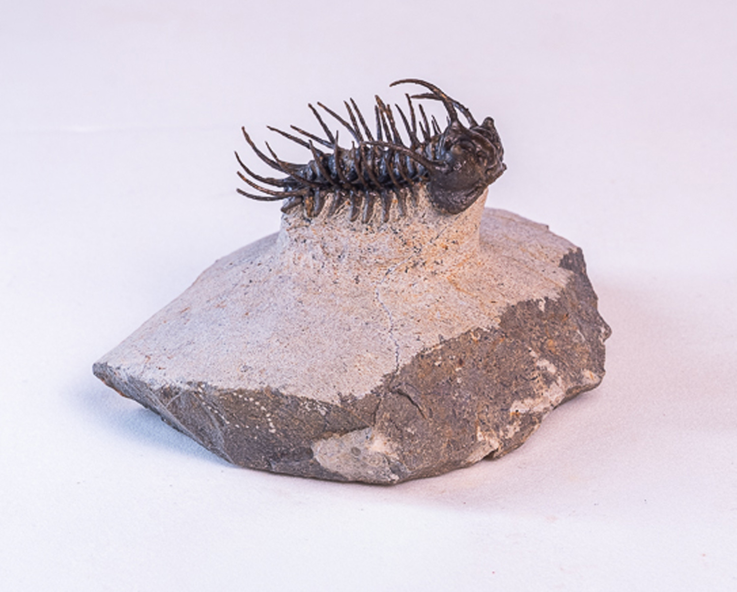Trilobita: <i>Koneprusia</i> sp. - Imagem 3