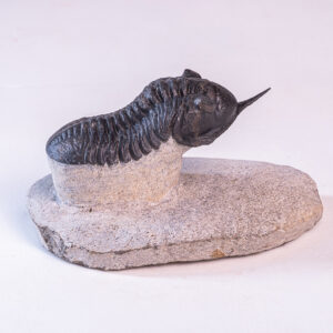 Trilobita: <i>Morocconites malladoides</i>