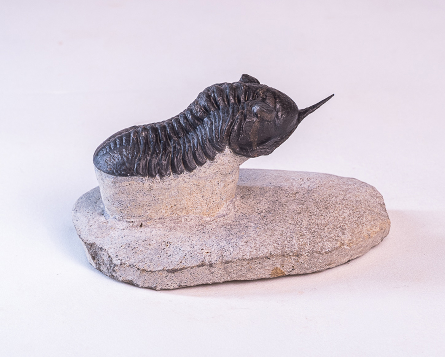 Trilobita: <i>Morocconites malladoides</i>