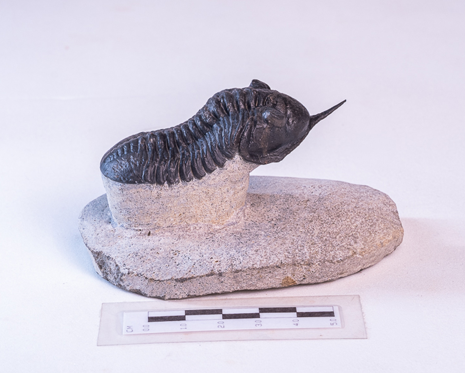 Trilobita: <i>Morocconites malladoides</i> - Imagem 2