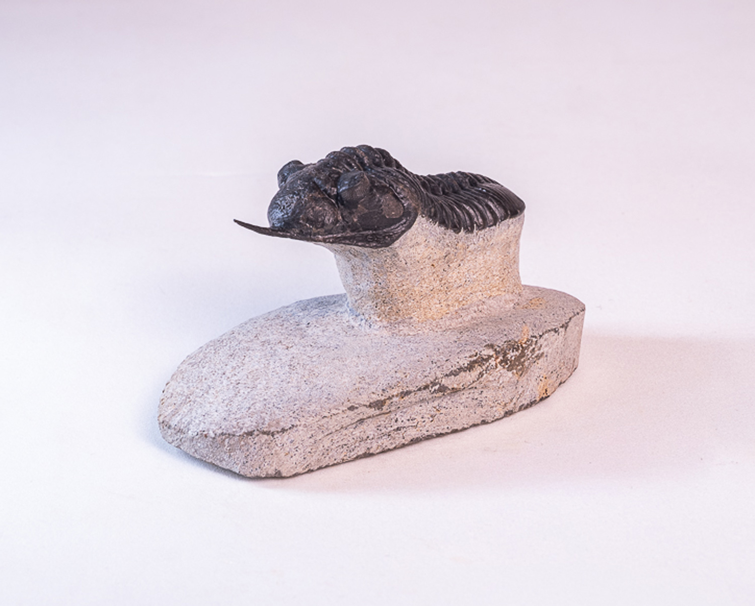 Trilobita: <i>Morocconites malladoides</i> - Imagem 3