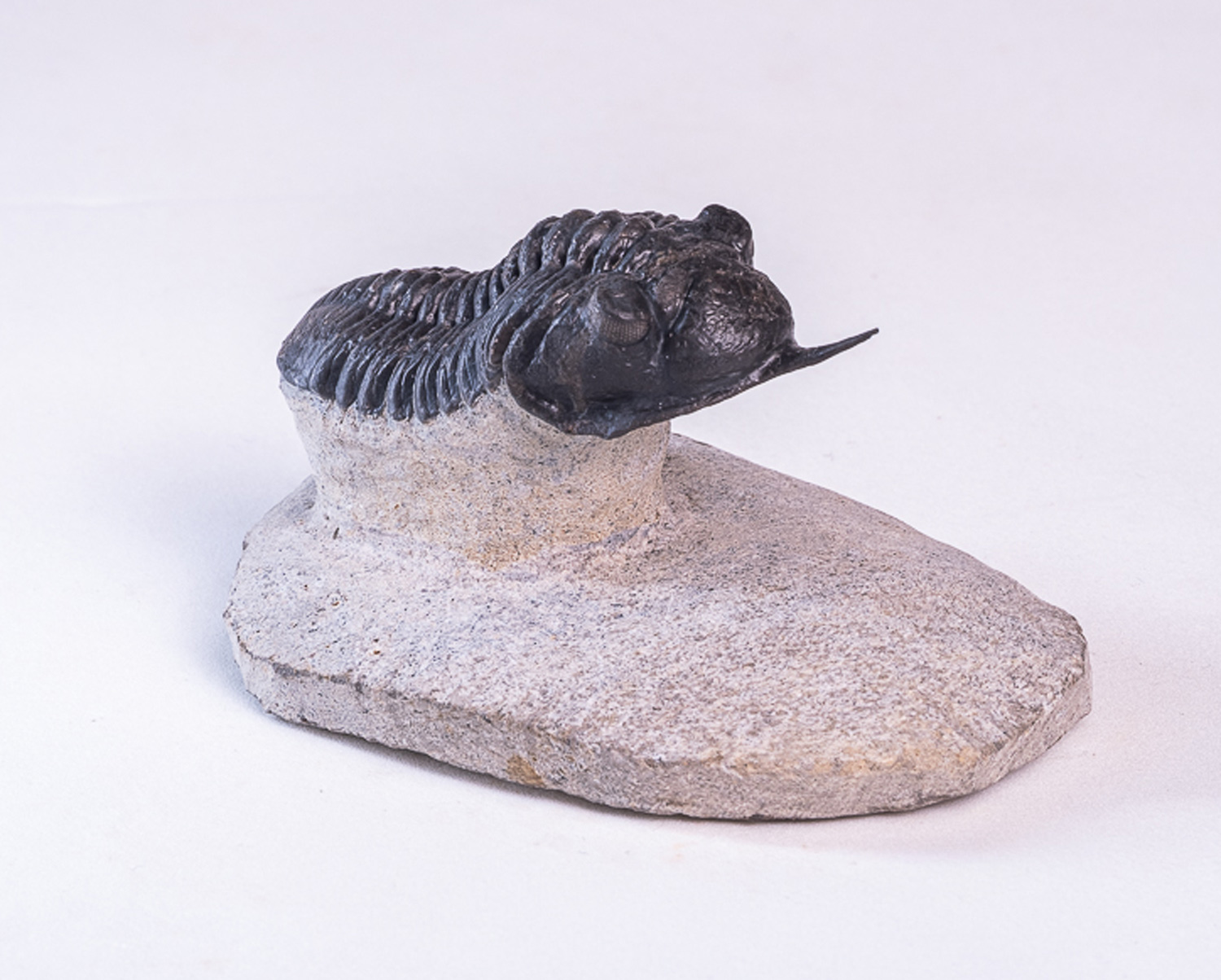 Trilobita: <i>Morocconites malladoides</i> - Imagem 4
