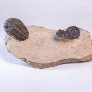 Trilobita: <i>Hollardops</i> sp. - 2 exemplares na matriz