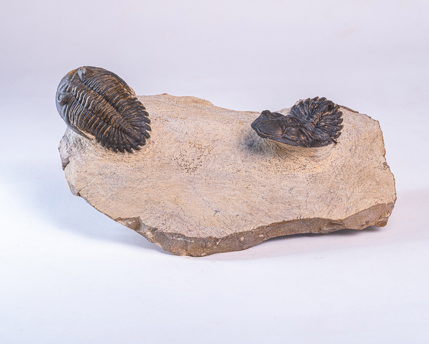 Trilobita: <i>Hollardops</i> sp. - 2 exemplares na matriz
