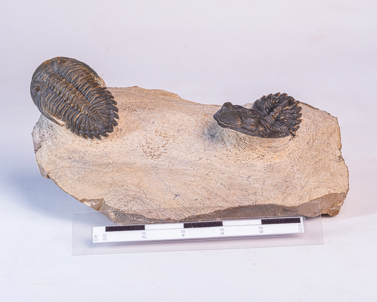 Trilobita: <i>Hollardops</i> sp. - 2 exemplares na matriz - Imagem 2