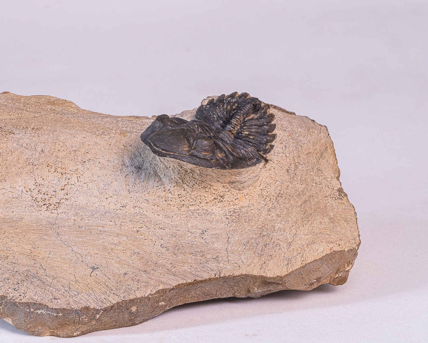 Trilobita: <i>Hollardops</i> sp. - 2 exemplares na matriz - Imagem 3