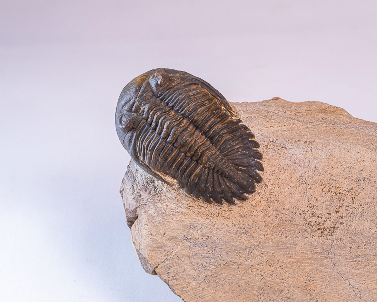 Trilobita: <i>Hollardops</i> sp. - 2 exemplares na matriz - Imagem 4