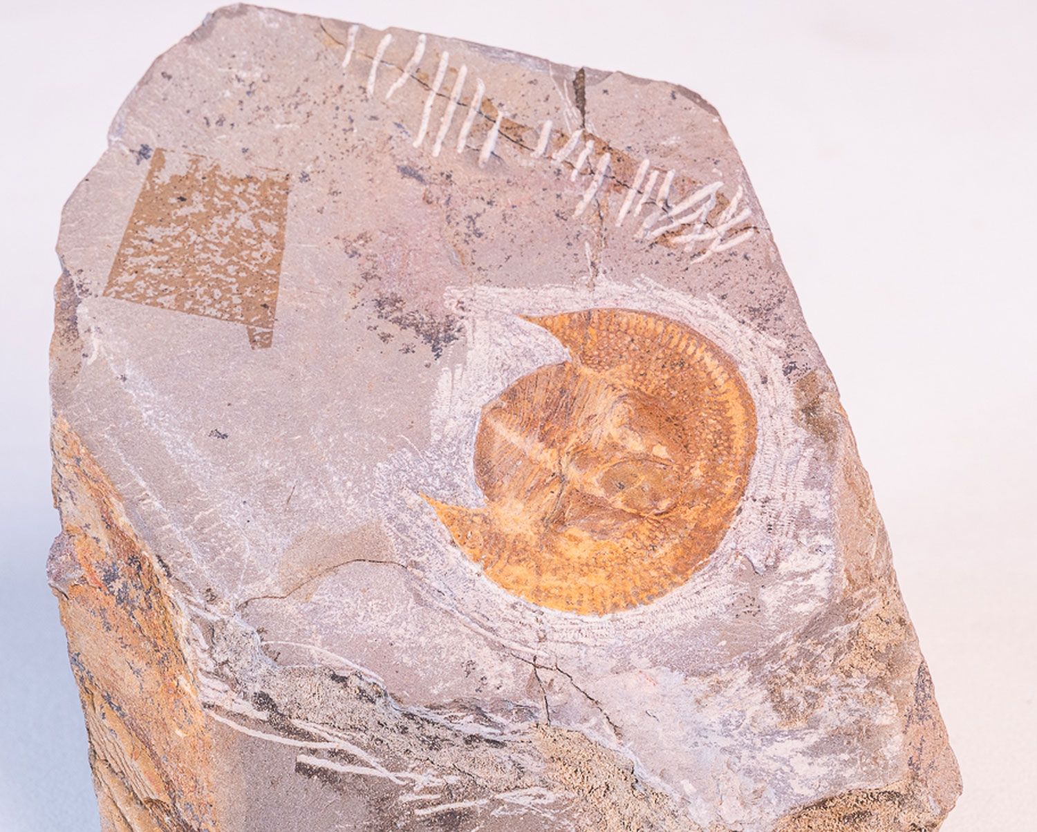 Trilobita: <i>Declivolithus</i> sp. - Imagem 2
