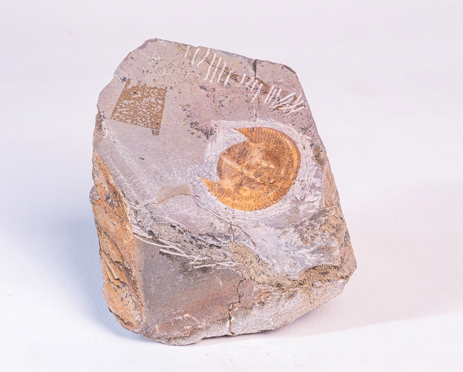 Trilobita: <i>Declivolithus</i> sp.